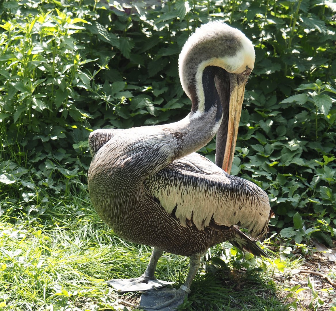 Peruvian pelican (Pelecanus thagus), 2024-05-23
