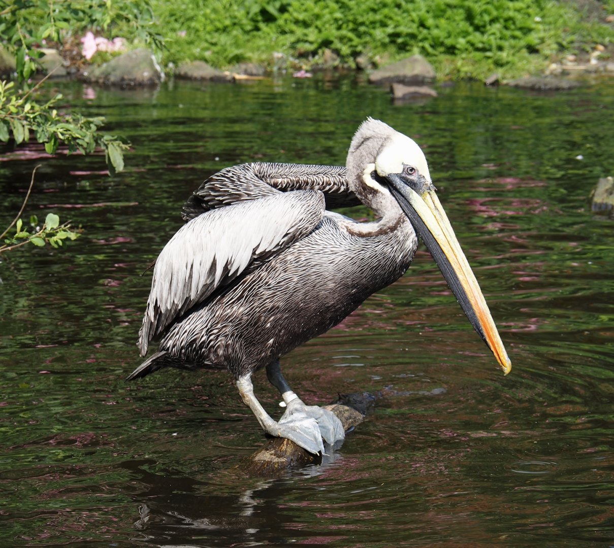 Peruvian pelican (Pelecanus thagus), 2024-05-24