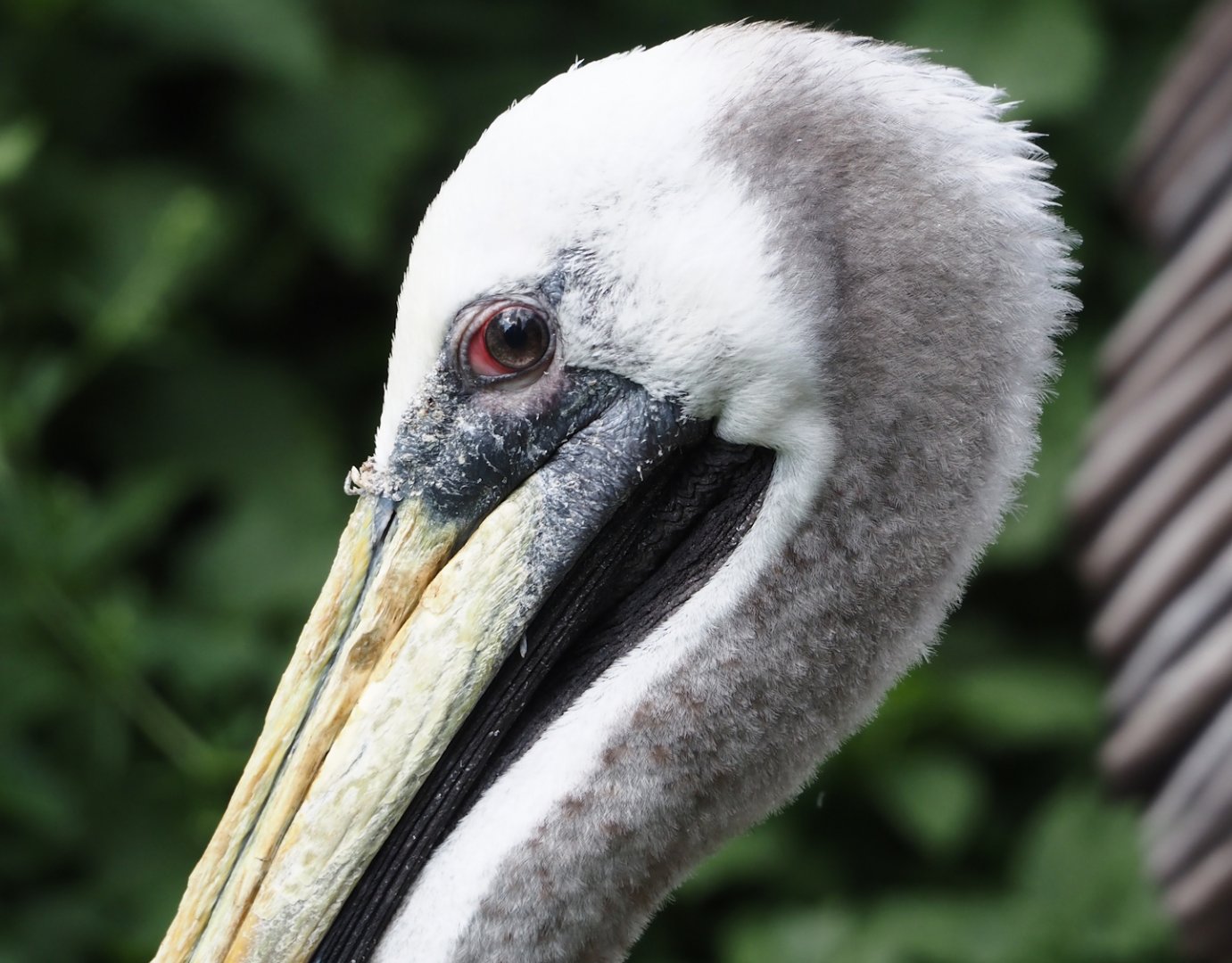 Peruvian pelican (Pelecanus thagus), 2024-05-24