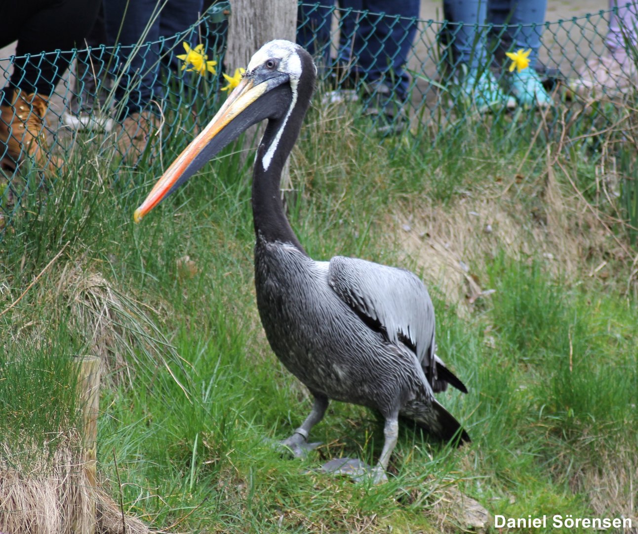 Peruvian pelican (Pelecanus thagus)