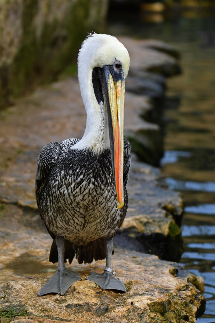 Peruvian pelican (Pelecanus thagus)