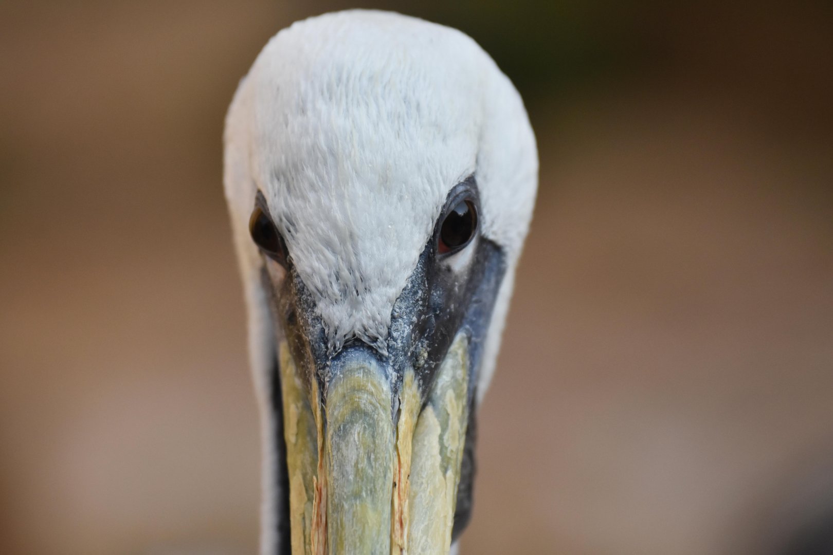 Peruvian pelican (Pelecanus thagus)