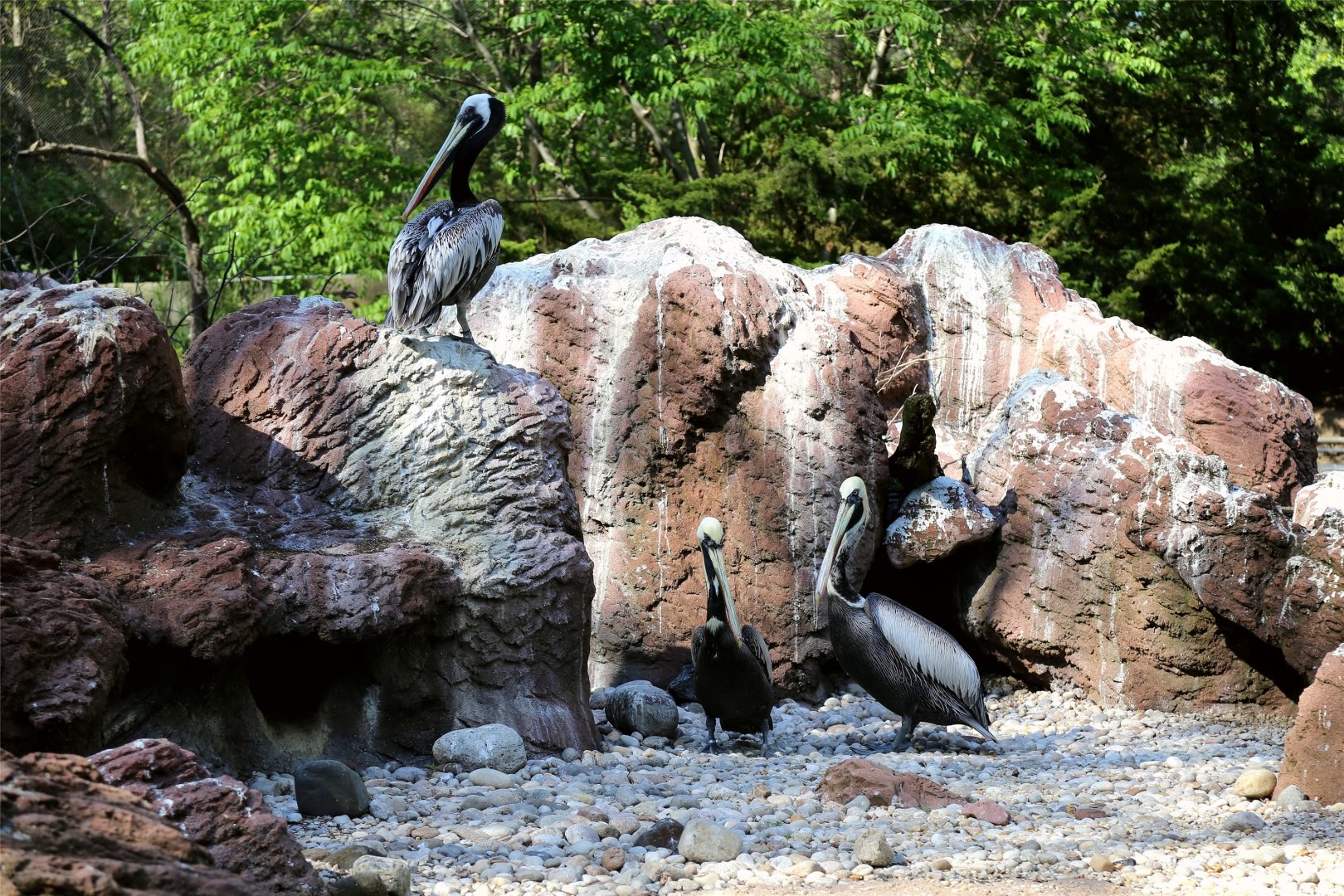 Peruvian Pelican (Pelecanus thagus)