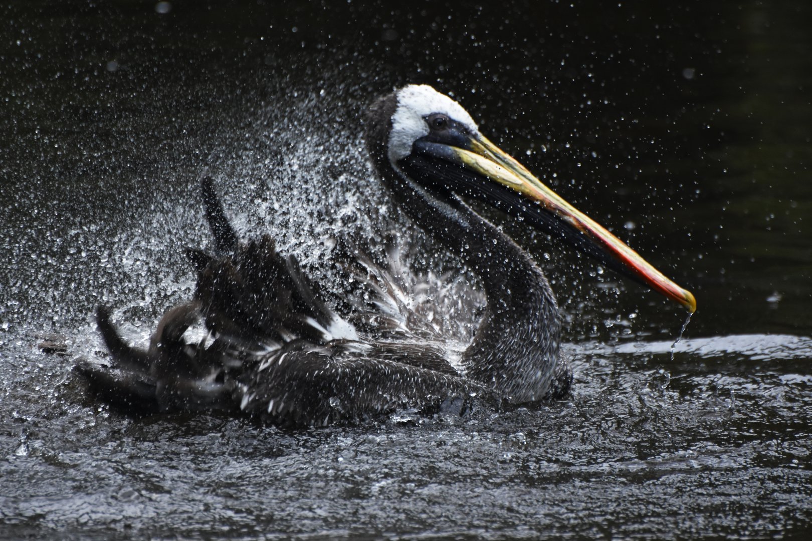 Peruvian Pelican Pelecanus thagus