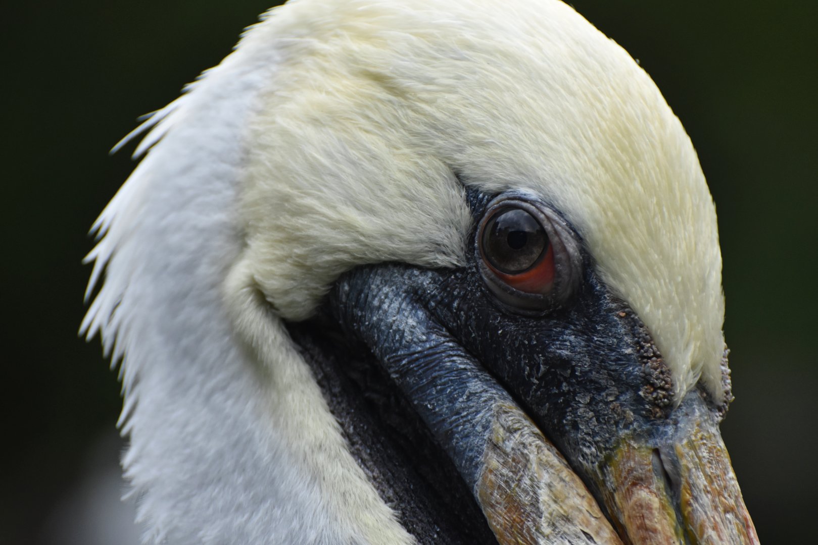 Peruvian Pelican Pelecanus thagus