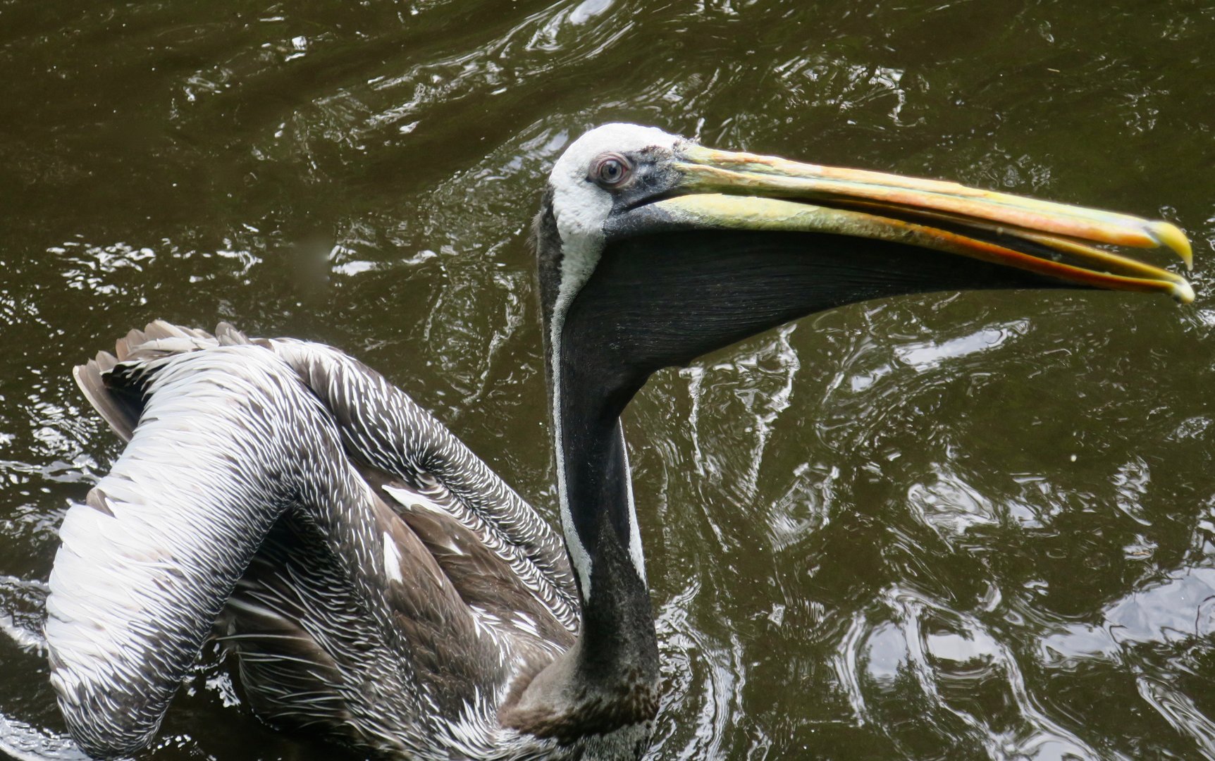 Peruvian Pelican (Pelecanus thagus)