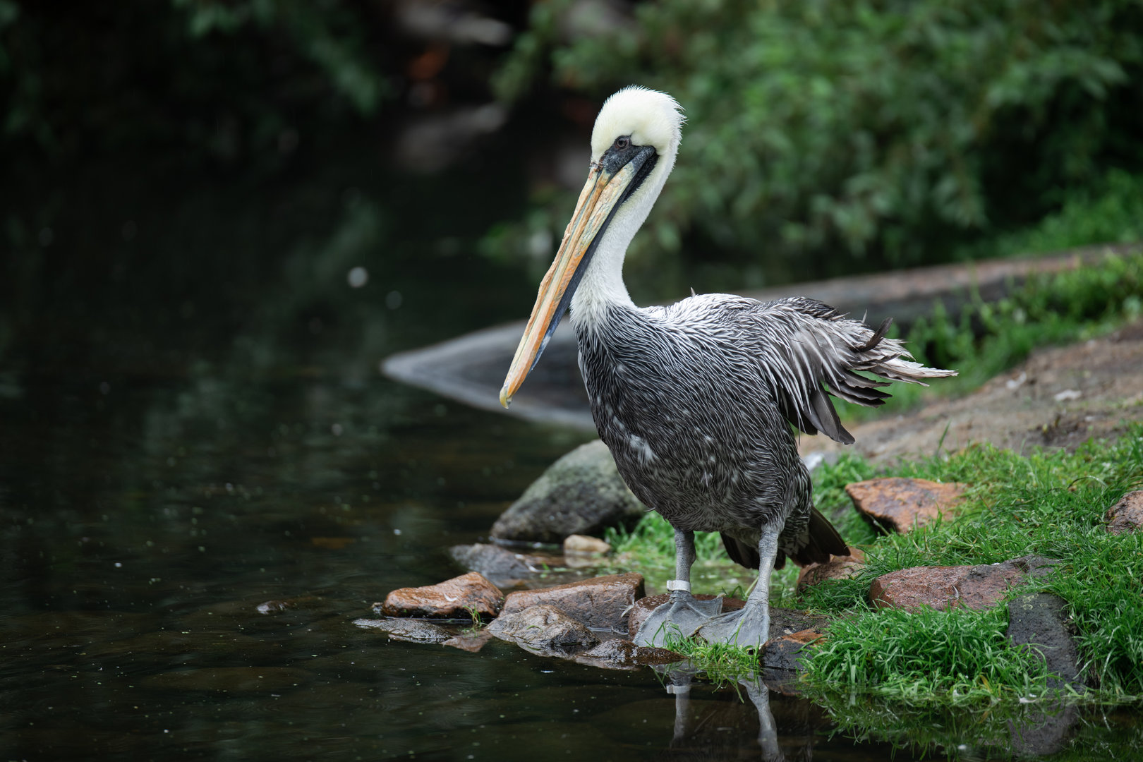 Peruvian pelican (Pelecanus thagus)