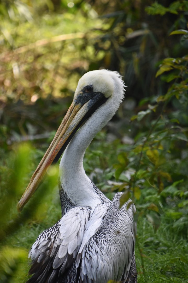 Peruvian pelican, Pelecanus thagus