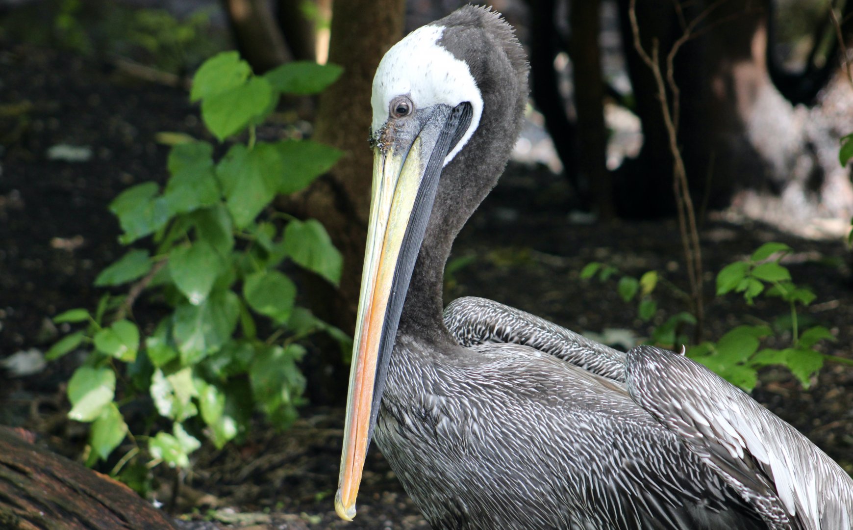 Peruvian Pelican (Pelecanus thagus)
