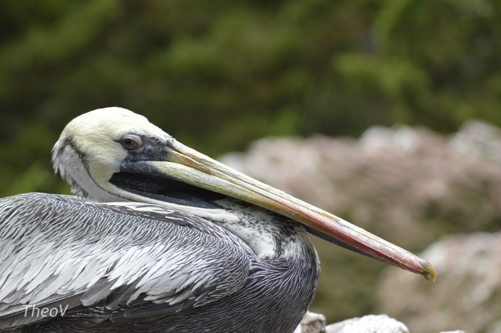 Peruvian pelican - Sea Bird Aviary [2017]