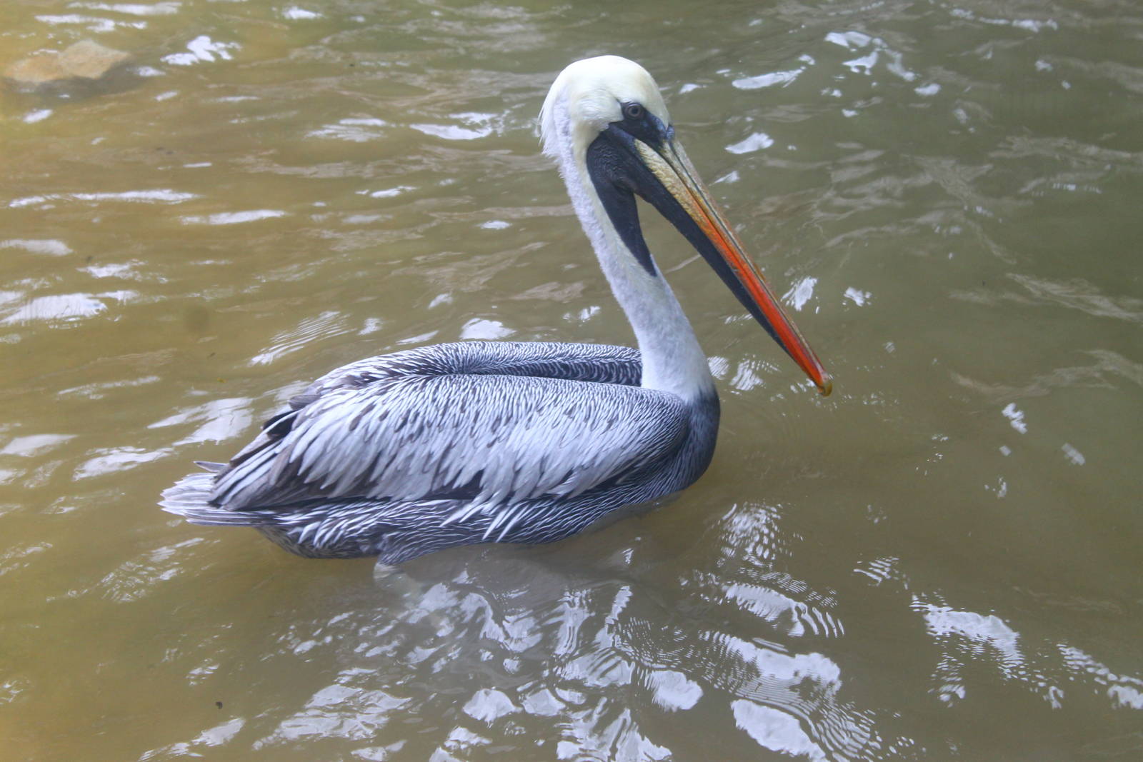 Peruvian Pelican