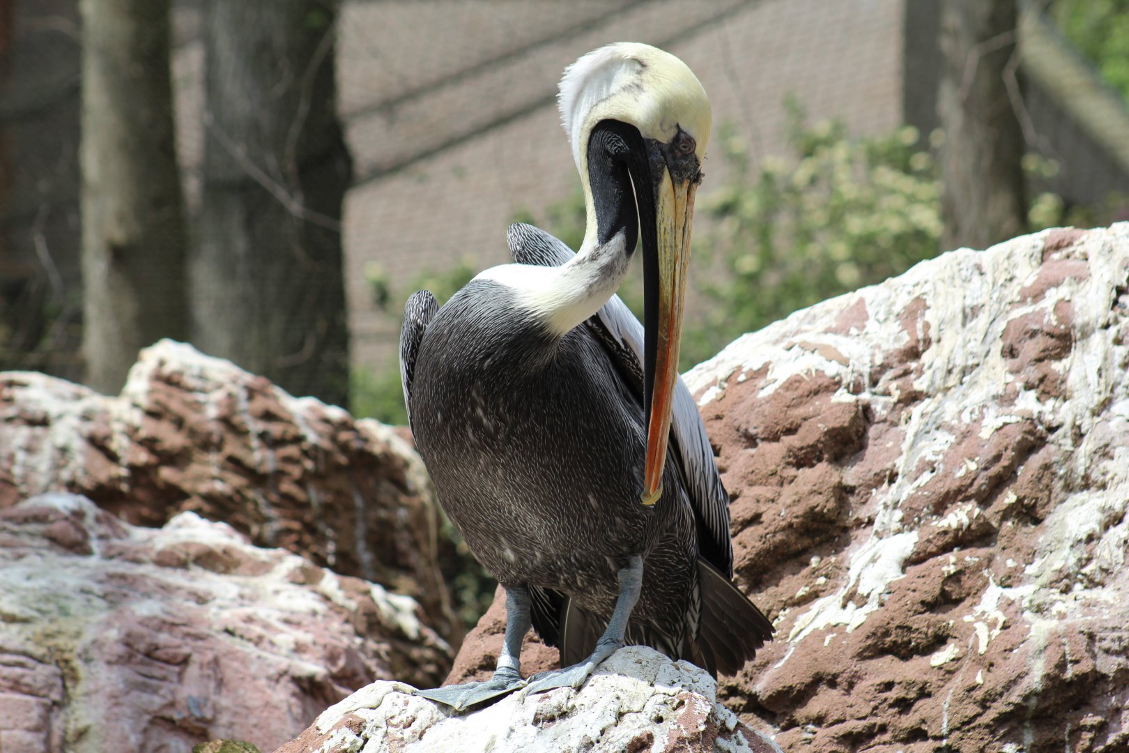 Peruvian Pelican
