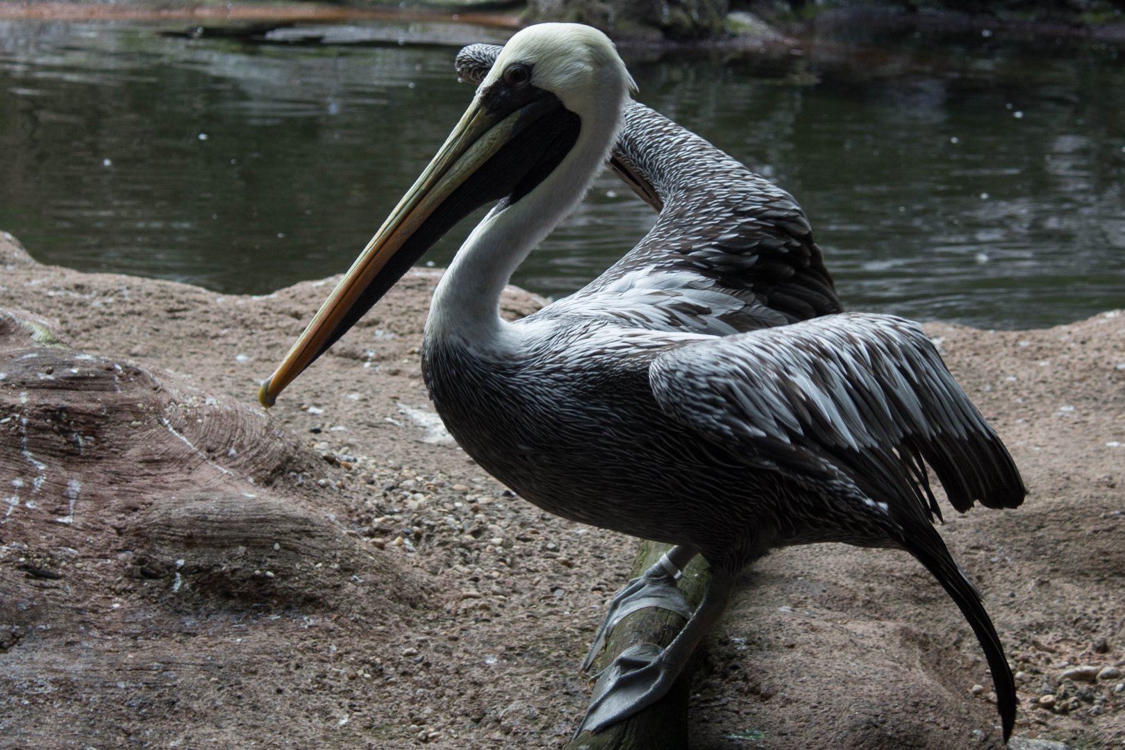 Peruvian pelican