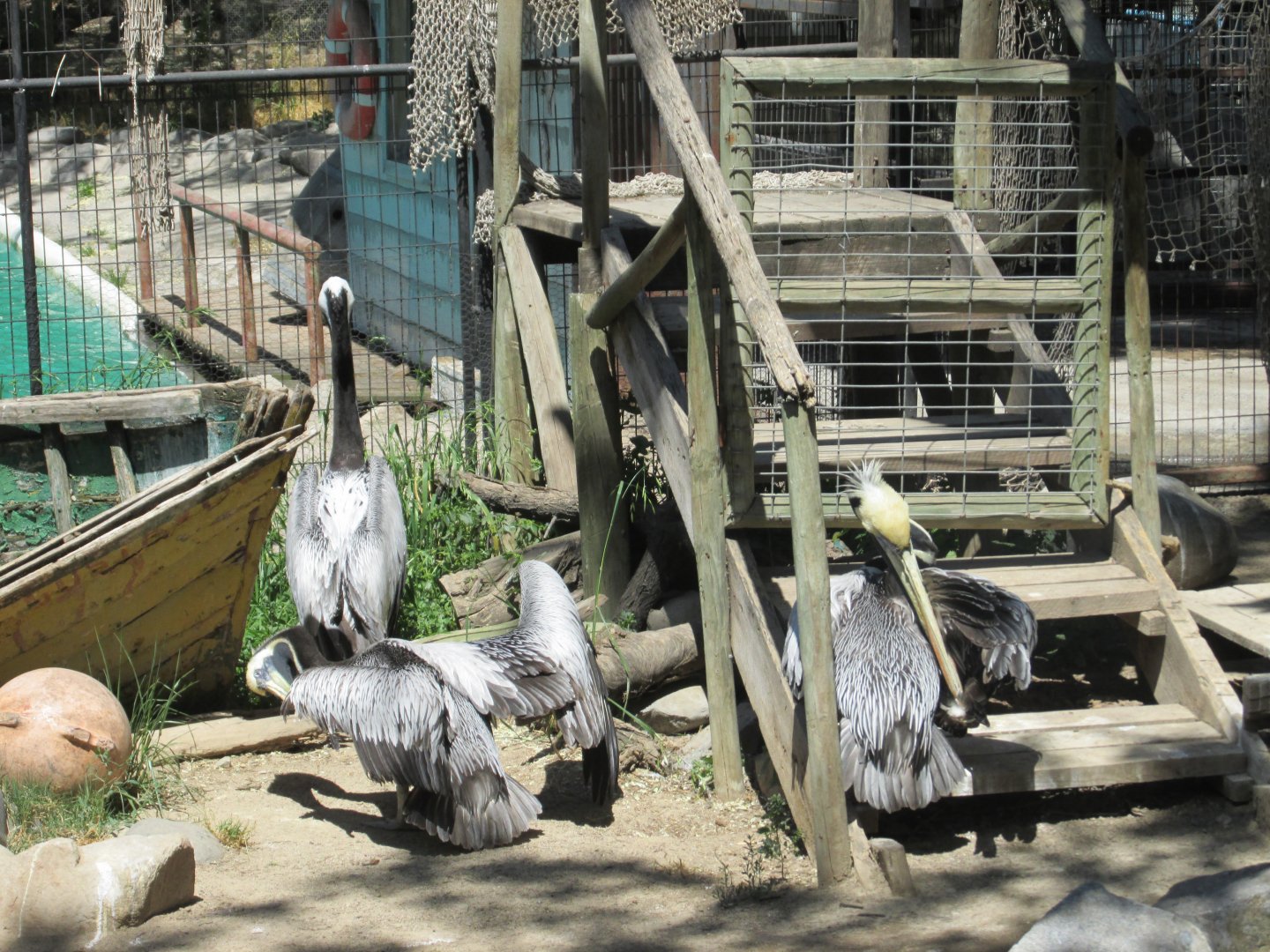 peruvian pelicans buin zoo