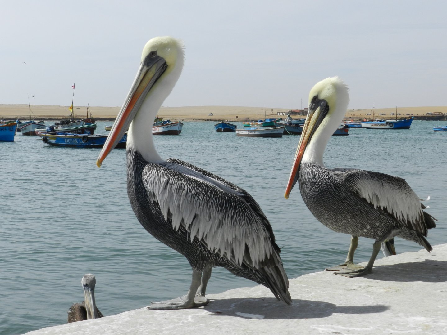 Peruvian pelicans - Paracas national reserve