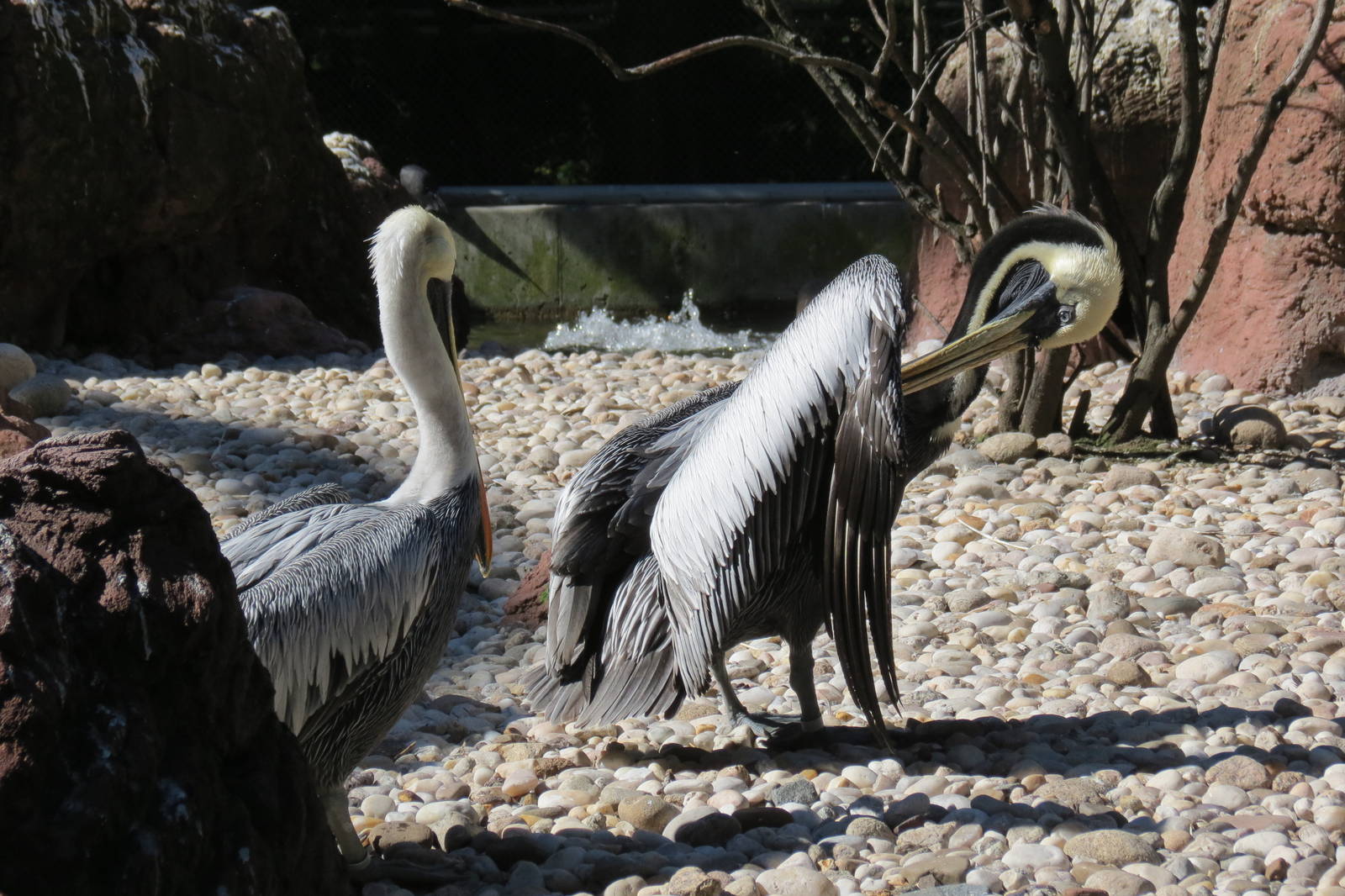 Peruvian Pelicans