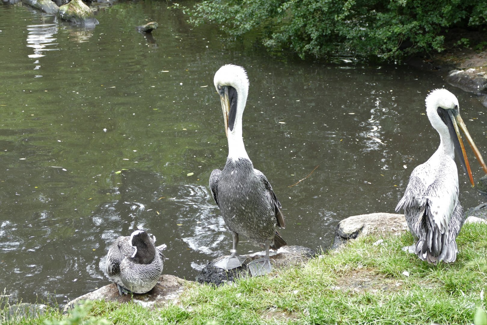 Peruvian pelicans