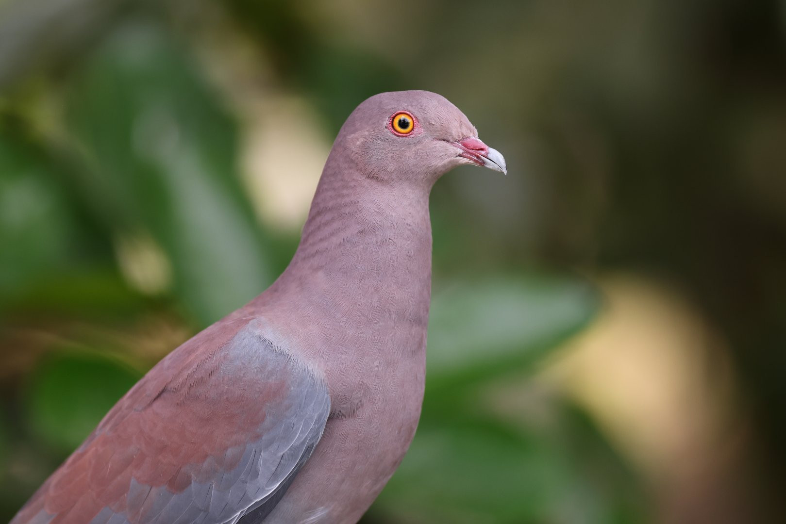 Peruvian Pigeon (Patagioenas oenops) - Amazonian Jewels