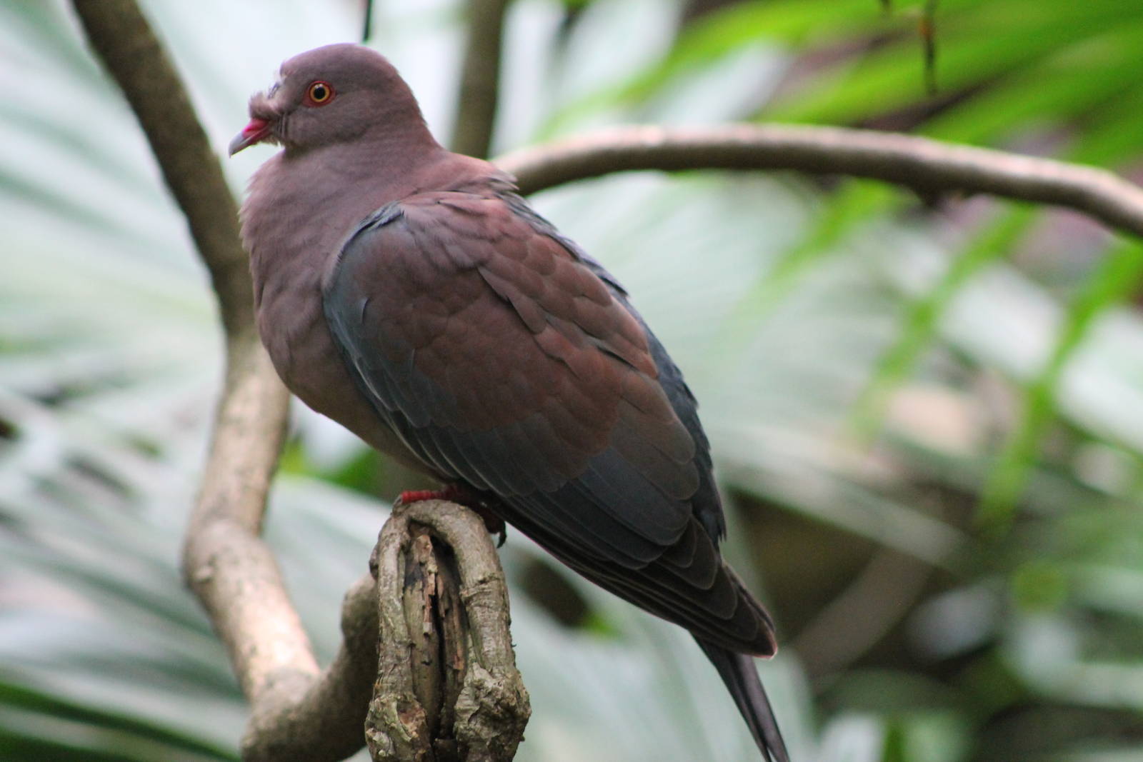 Peruvian pigeon (Patagioenas oenops)