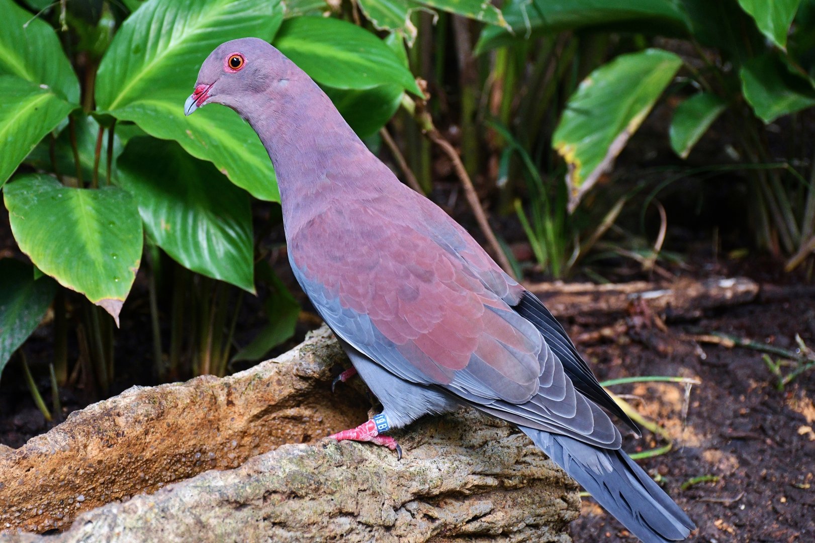 Peruvian Pigeon (Patagioenas oenops)
