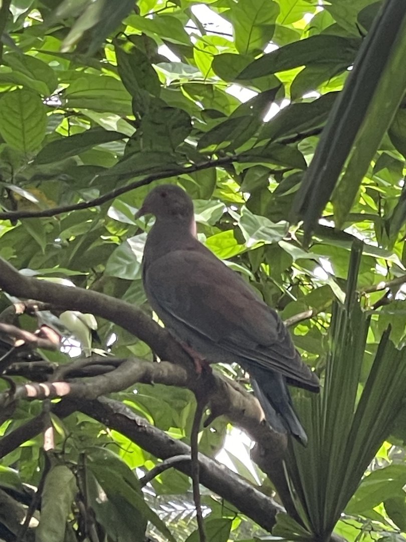 Peruvian Pigeon (Patagioenas oenops)