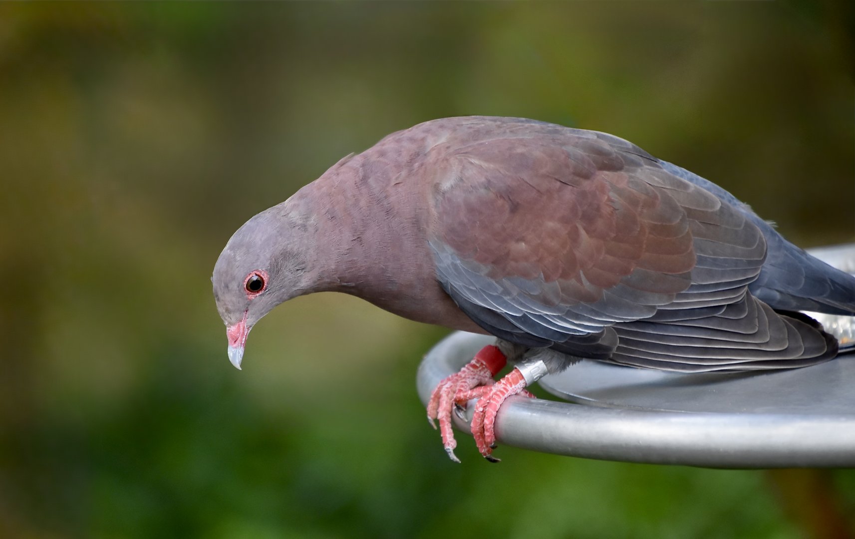 Peruvian Pigeon (Patagioenas oenops)