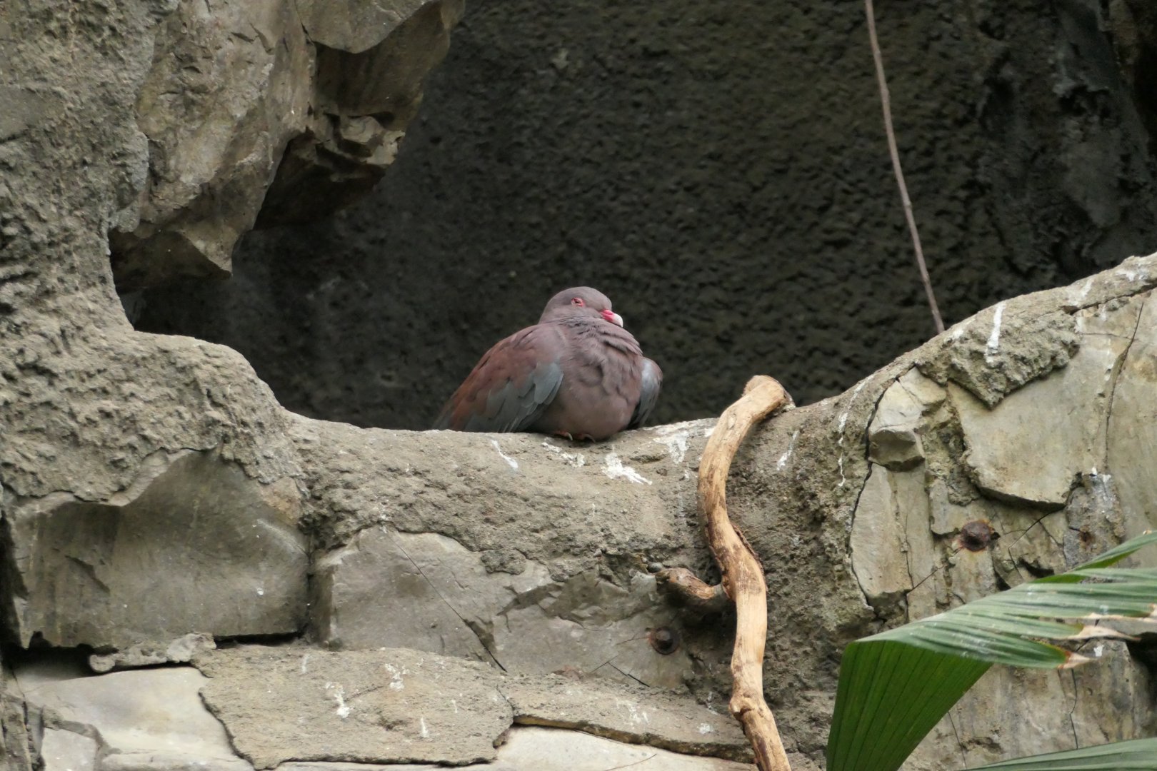 Peruvian Pigeon - World of Birds
