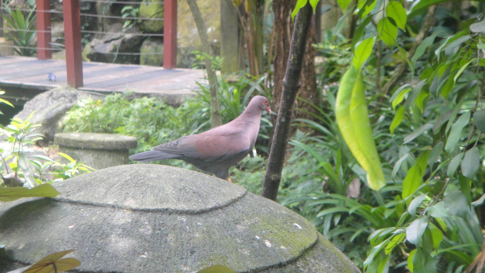 Peruvian Pigeon