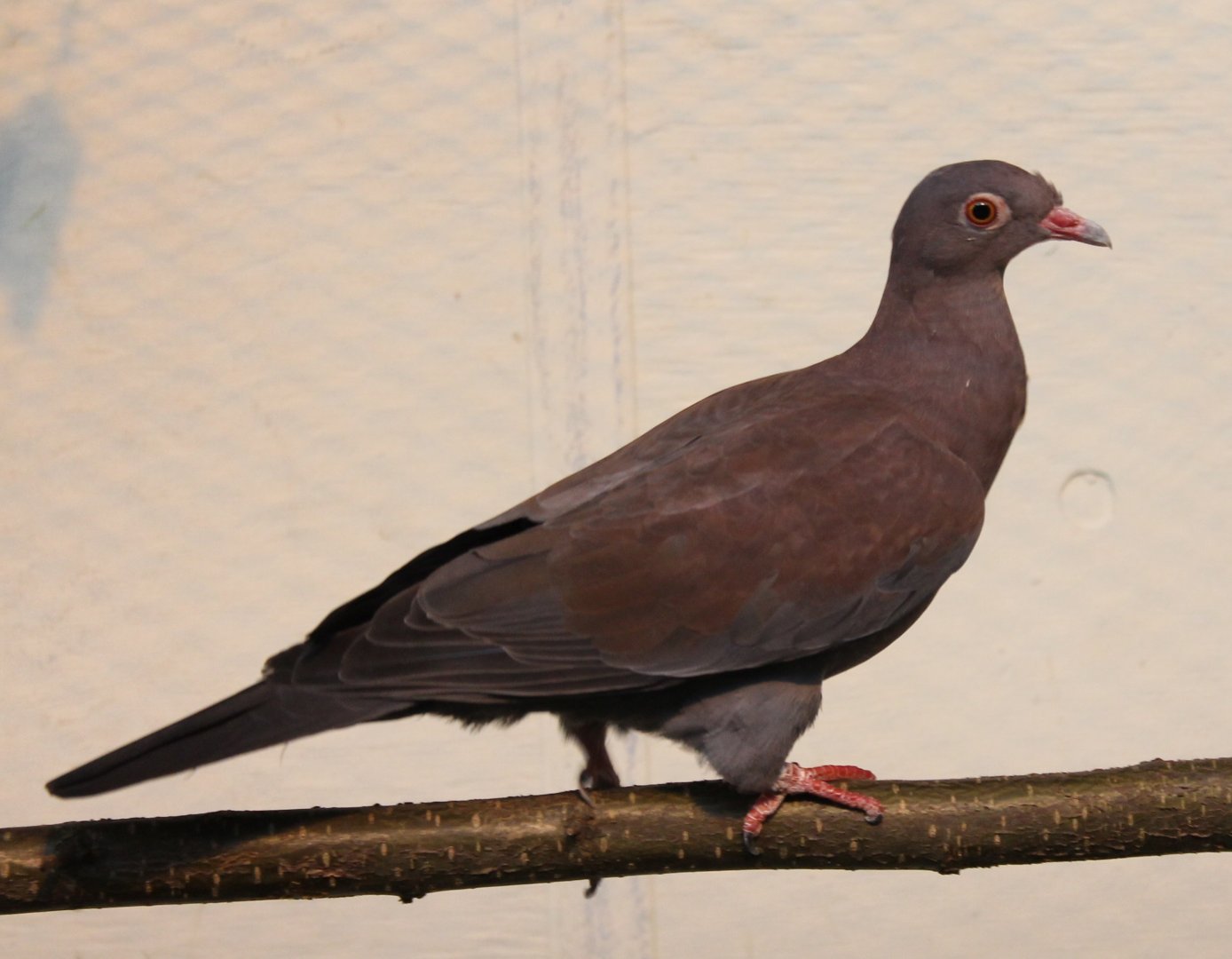 Peruvian pigeon