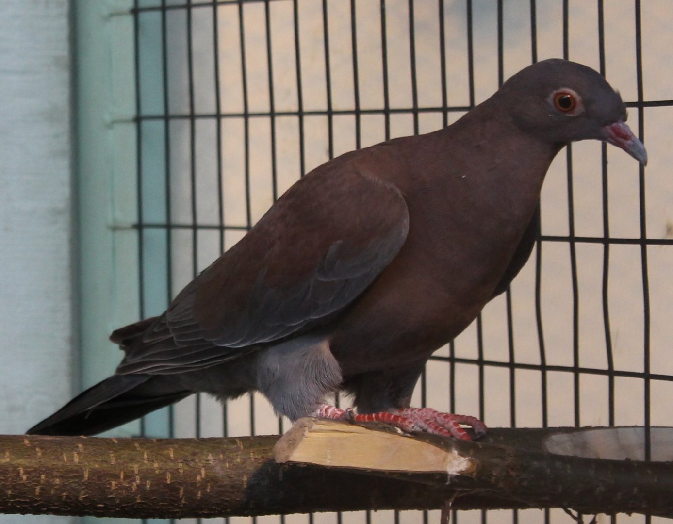 Peruvian pigeon