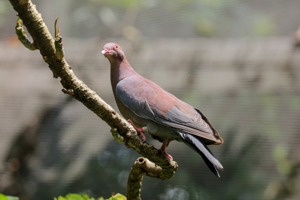 Peruvian Pigeon