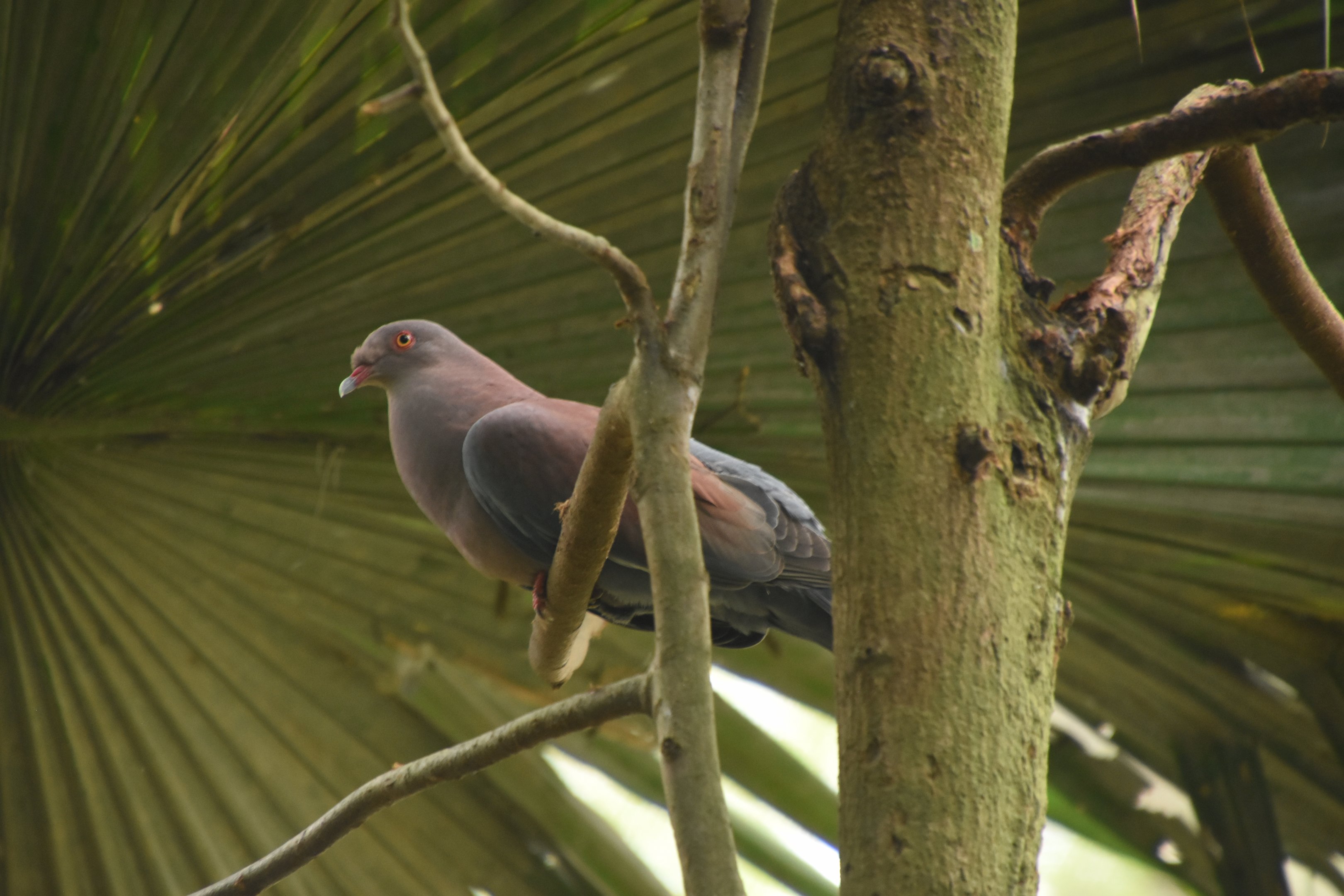 Peruvian pigeon