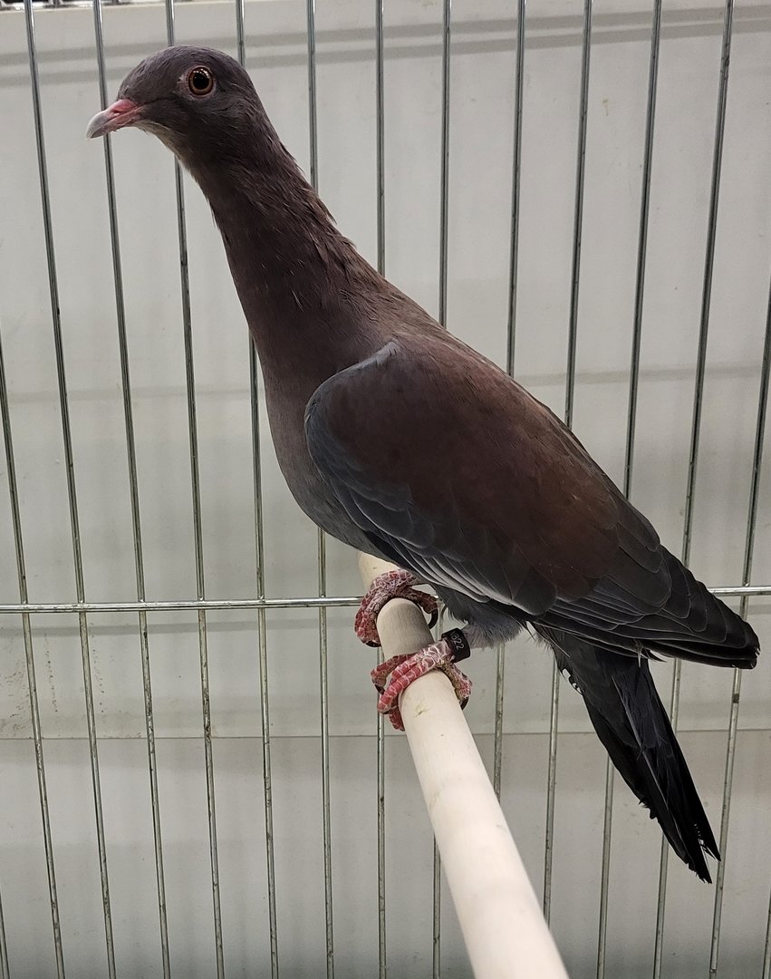Peruvian pigeon