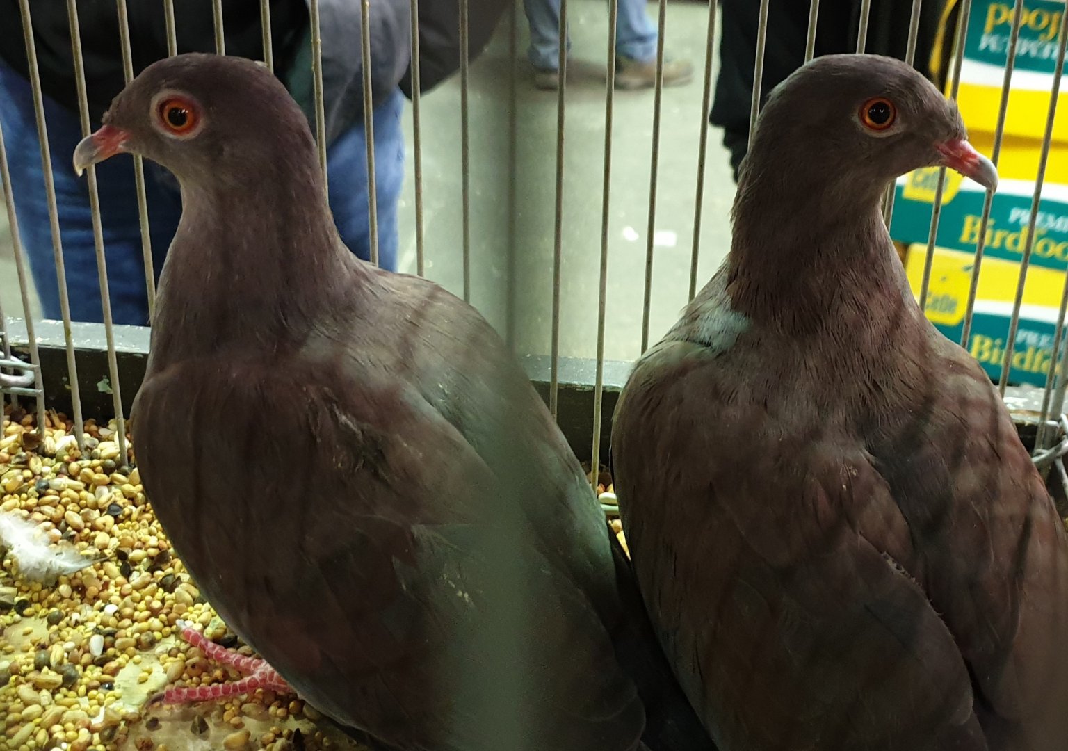 Peruvian pigeons - Columba oenops