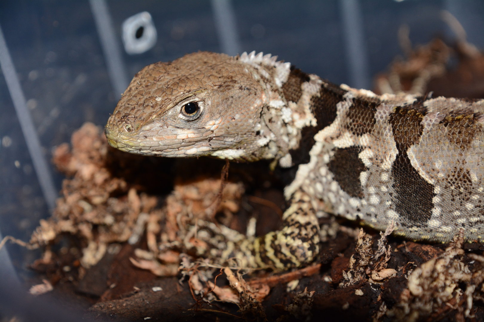 Peruvian purple-throated lizard (Stenocercus imitator)