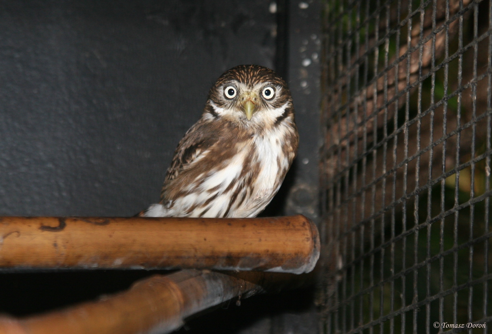 Peruvian pygmy owl (Glaucidium peruanum) Dezember 2011
