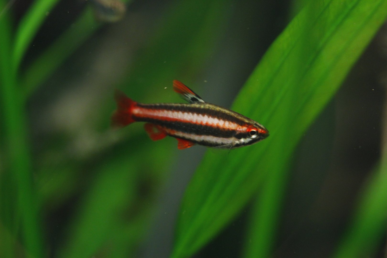 Peruvian red pencilfish (Nannostomus mortenthaleri)