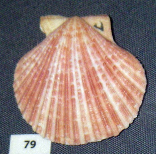 Peruvian Scallop (Argopecten purpuratus)