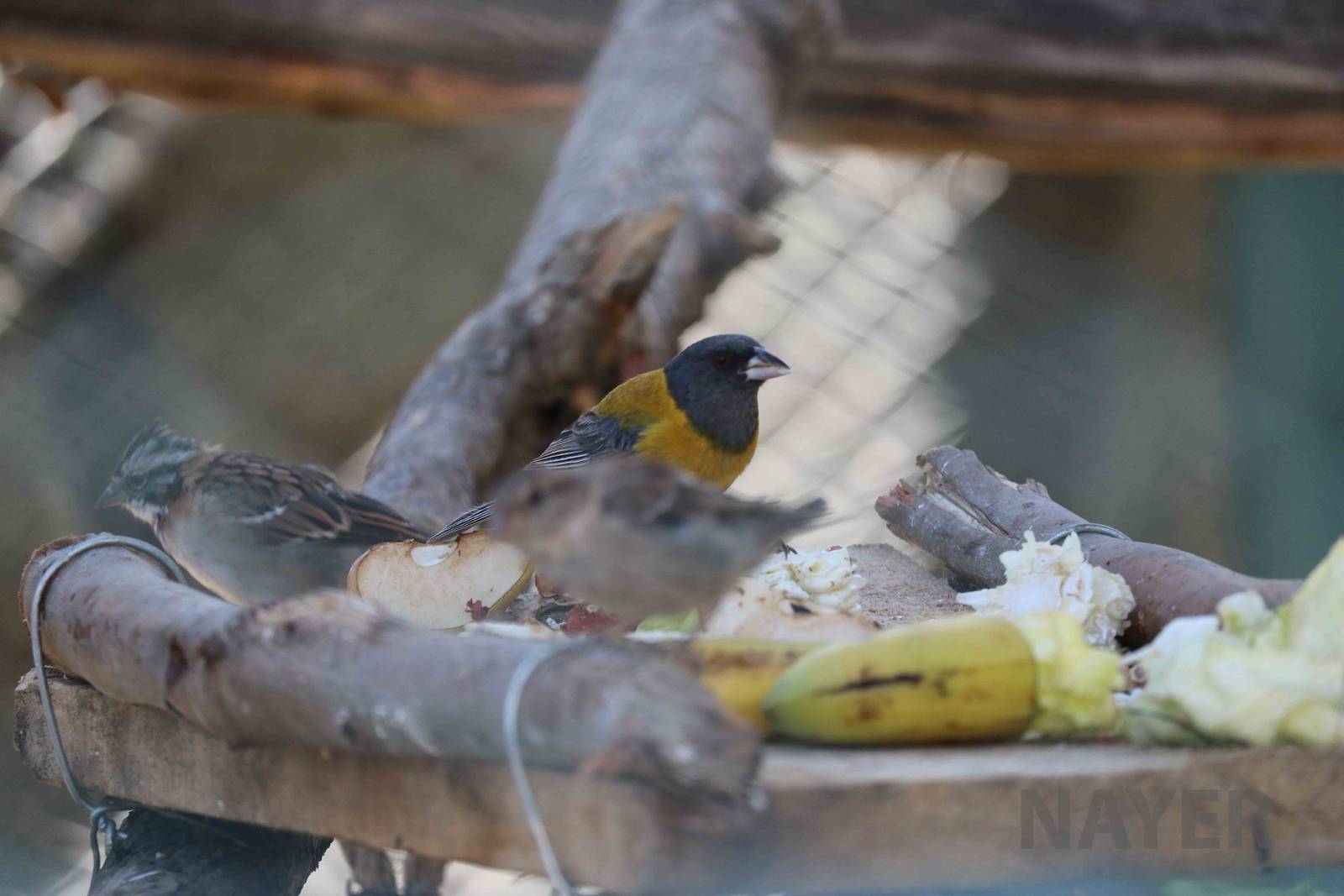 Peruvian sierra-finch, March 2016