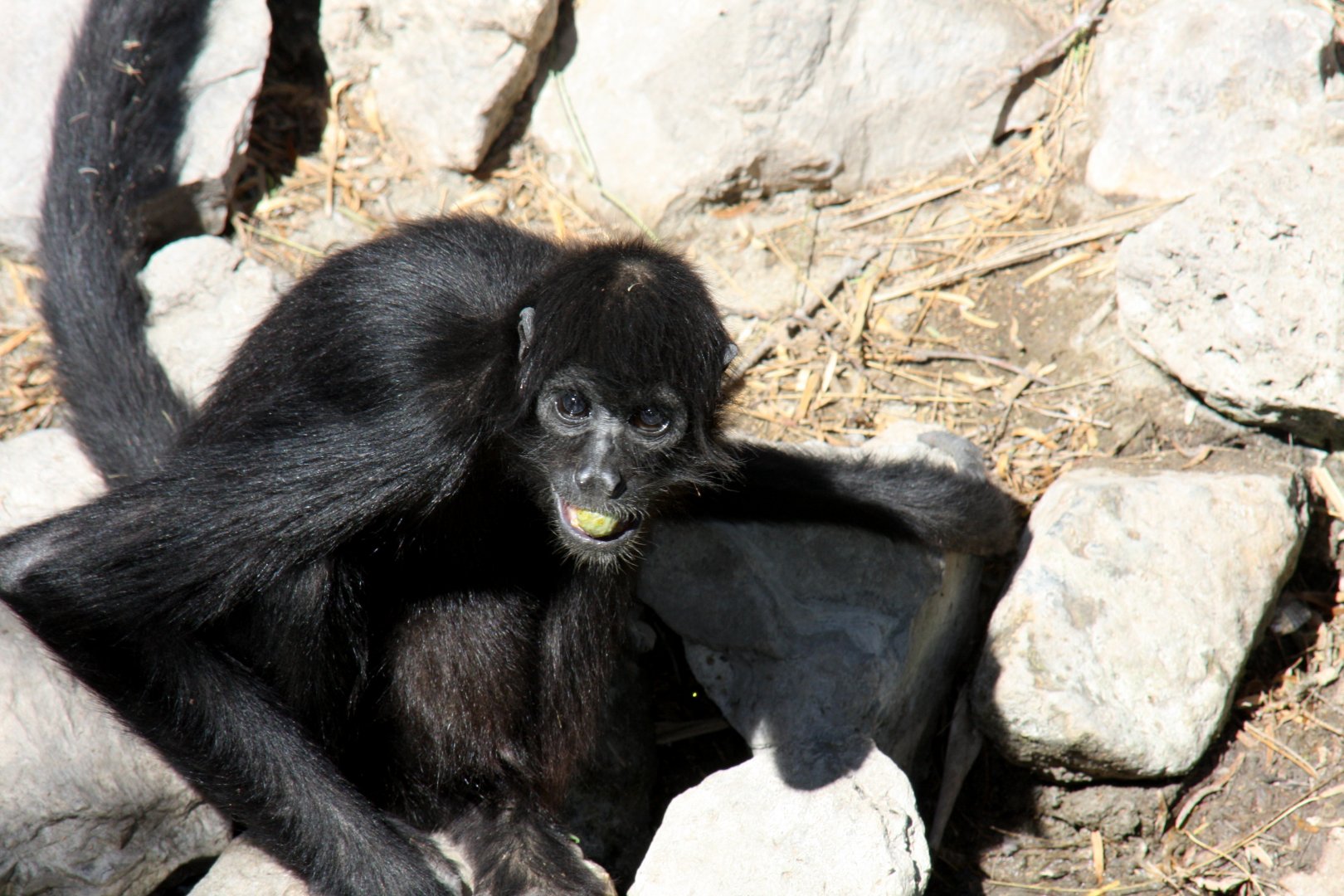 Peruvian spider monkey (Ateles chamek)
