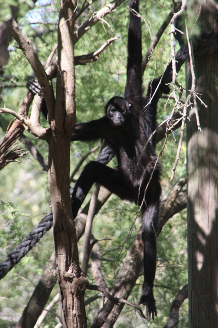 Peruvian spider monkey (Ateles chamek)