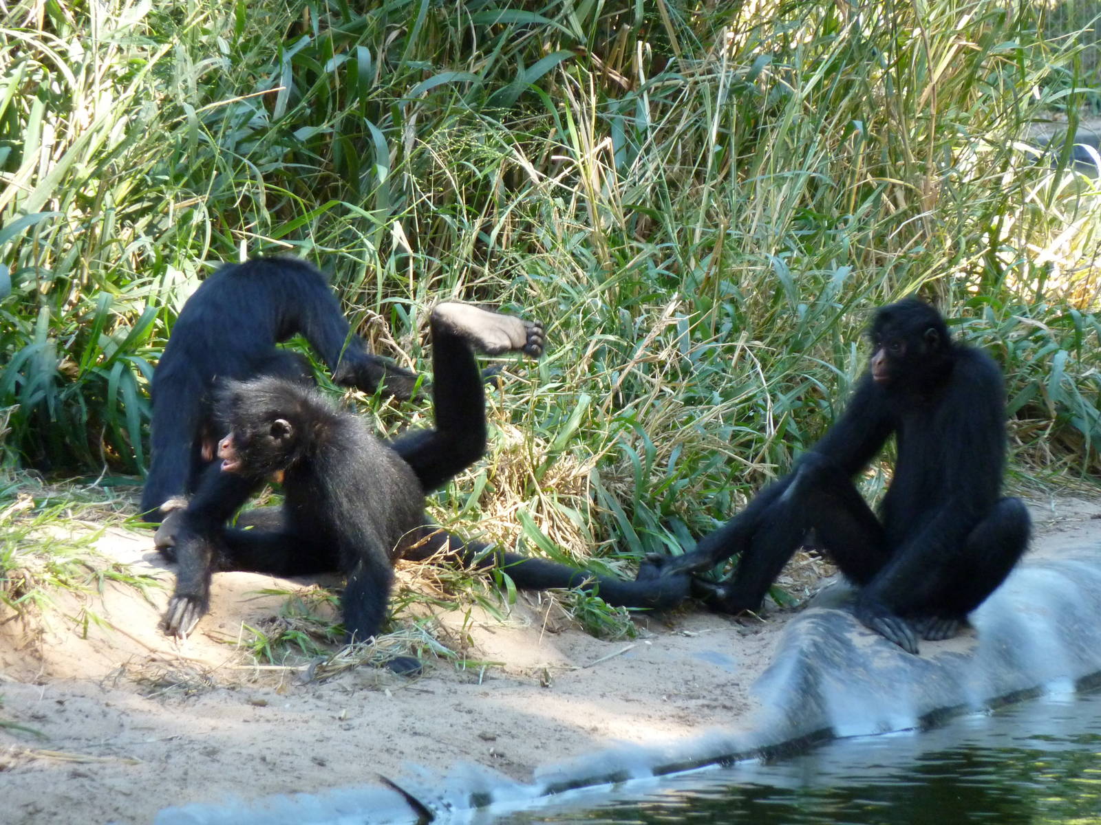 Peruvian spider monkey