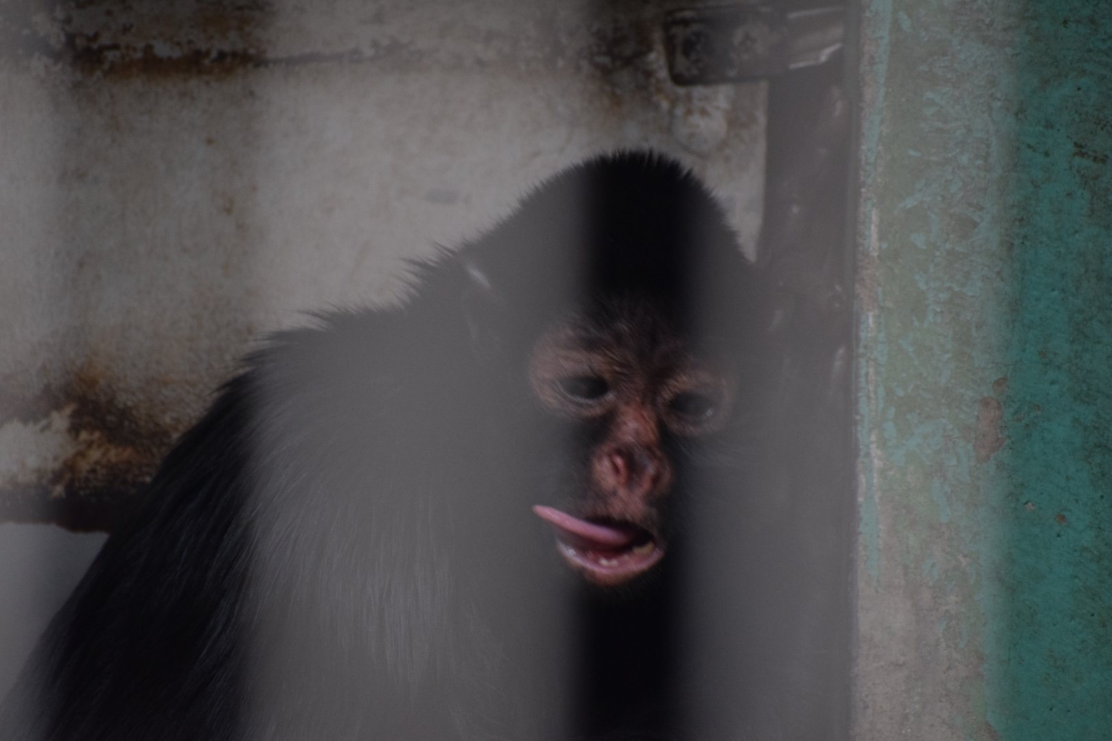Peruvian spider monkey