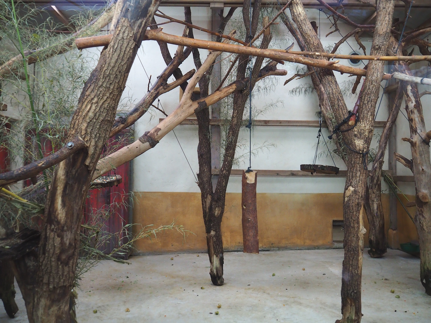 Peruvian squirrel monkey and South American coati indoor housing, 2023-10-07