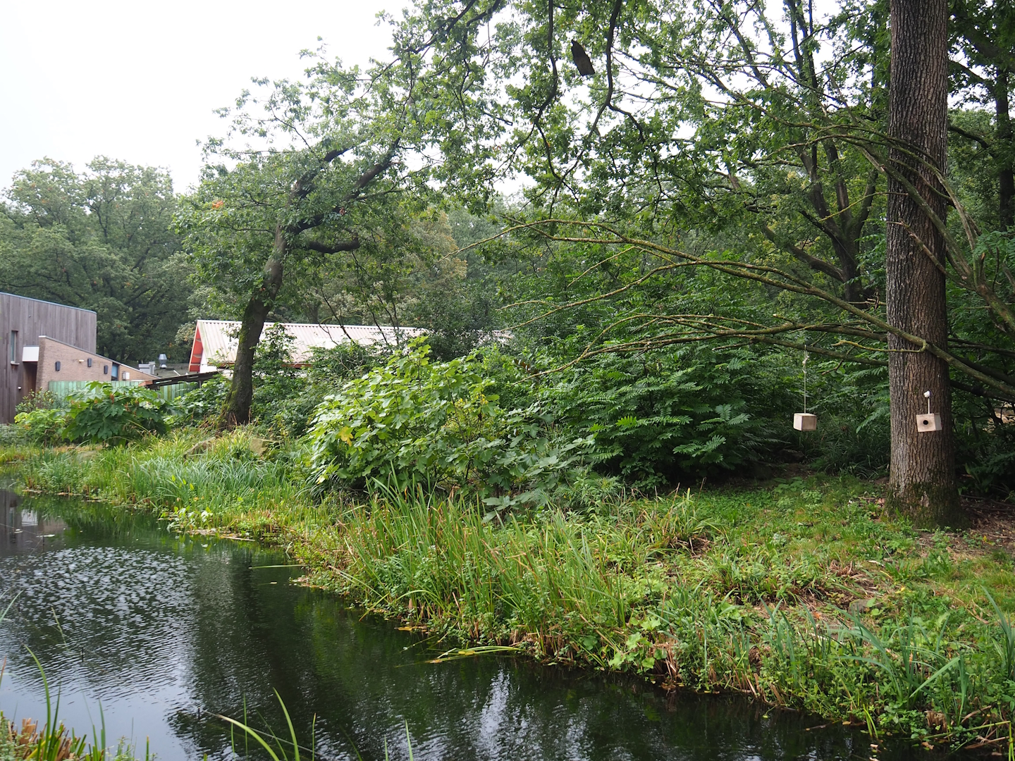 Peruvian squirrel monkey and South American coati island, 2023-10-07