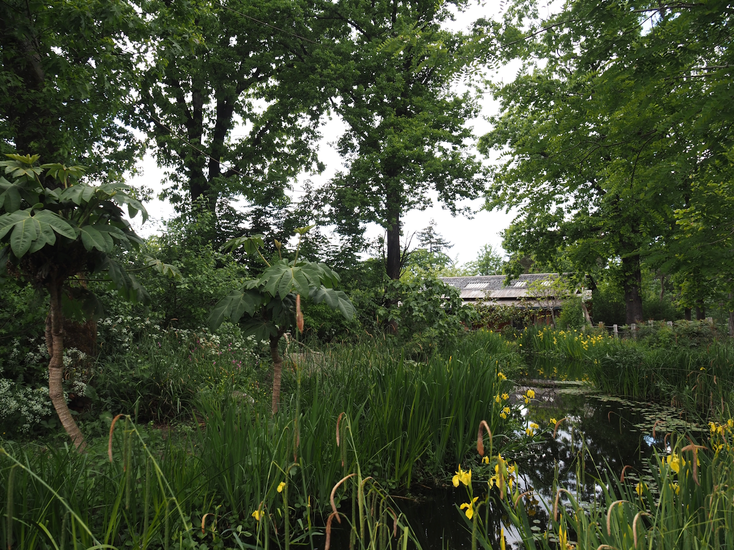 Peruvian squirrel monkey and South American coati island, 2025-05-17