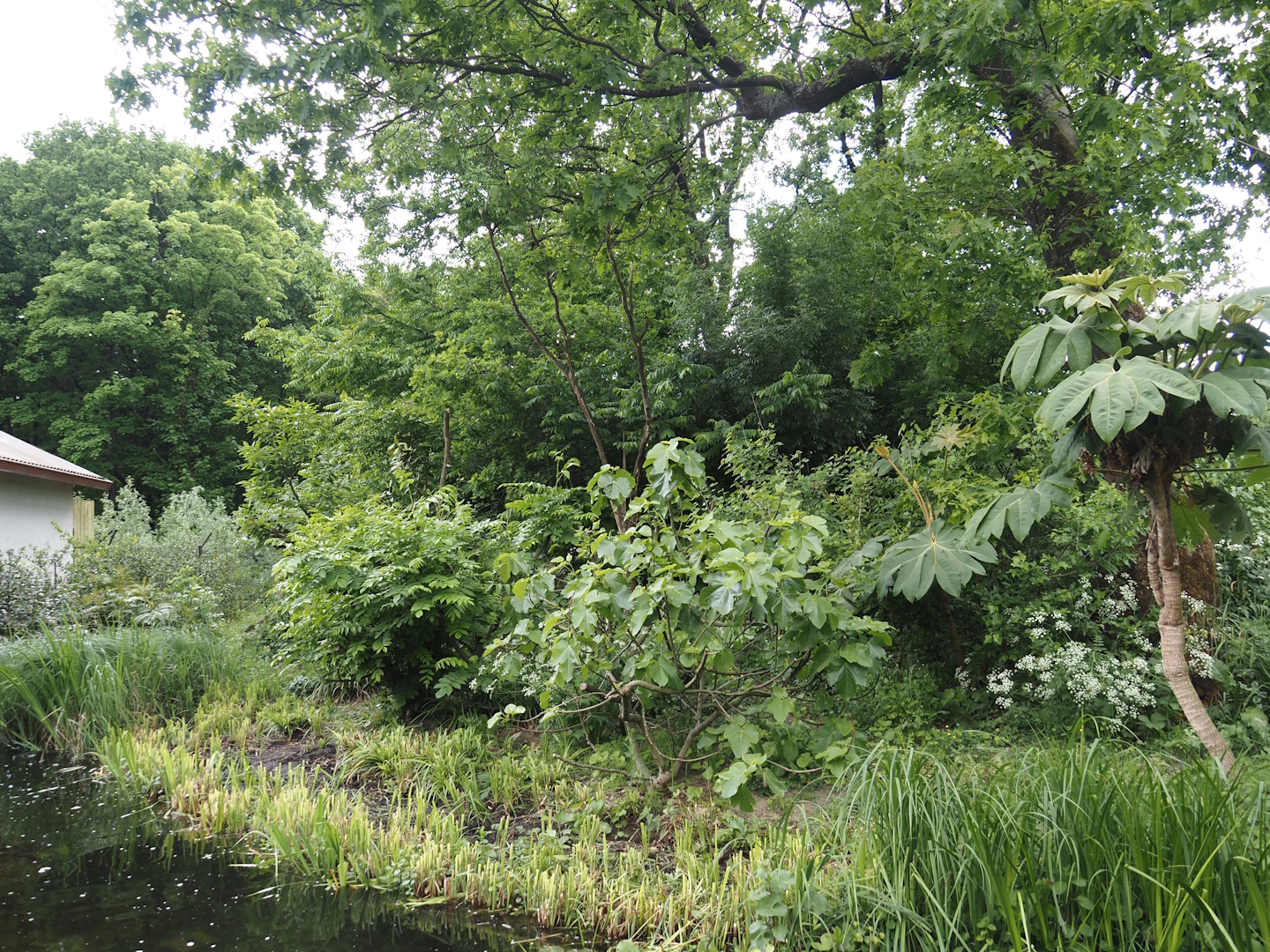 Peruvian squirrel monkey and South American coati island, 2025-05-17
