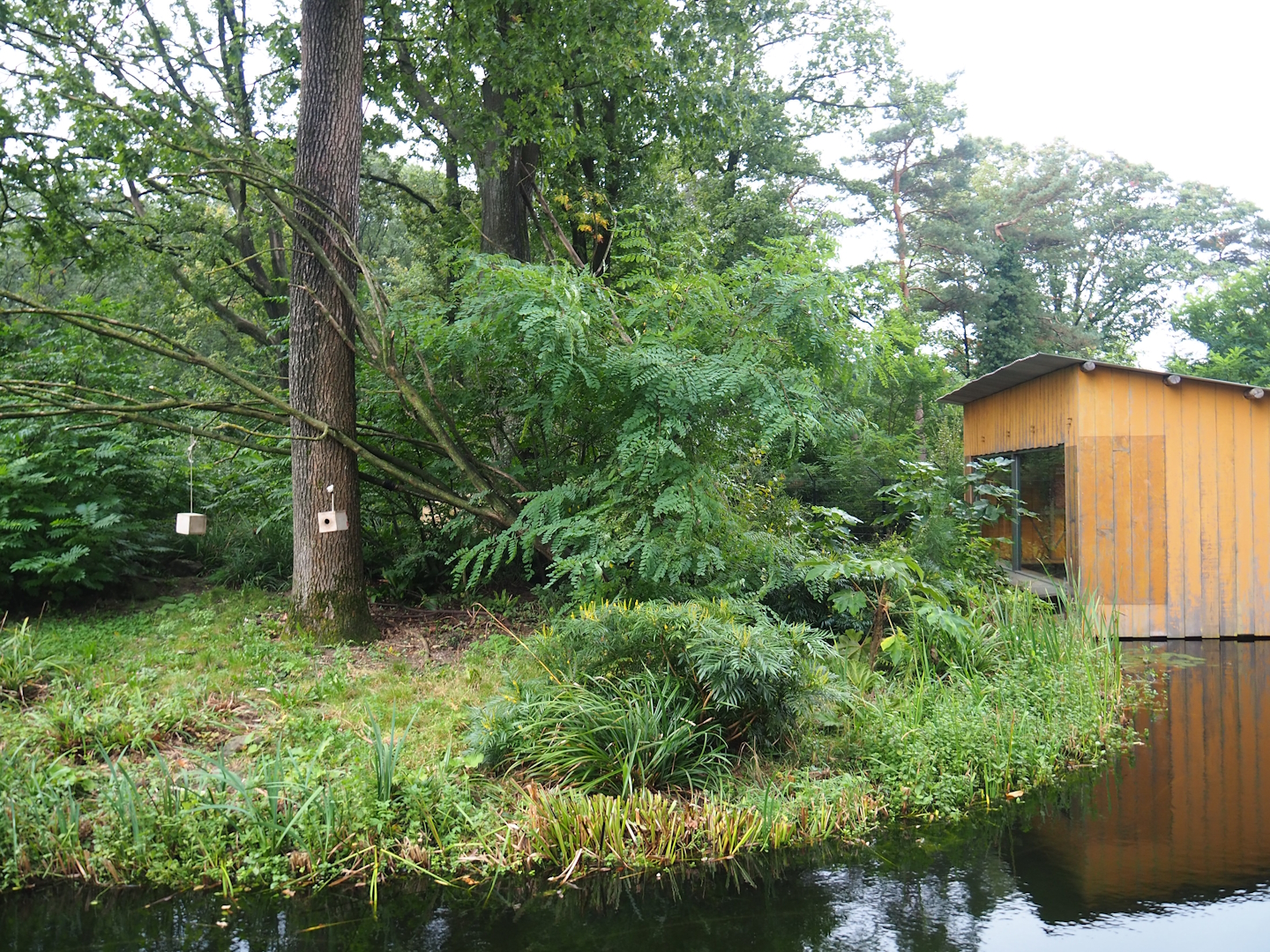 Peruvian squirrel monkey and South American coati island and viewing area, 2023-10-07