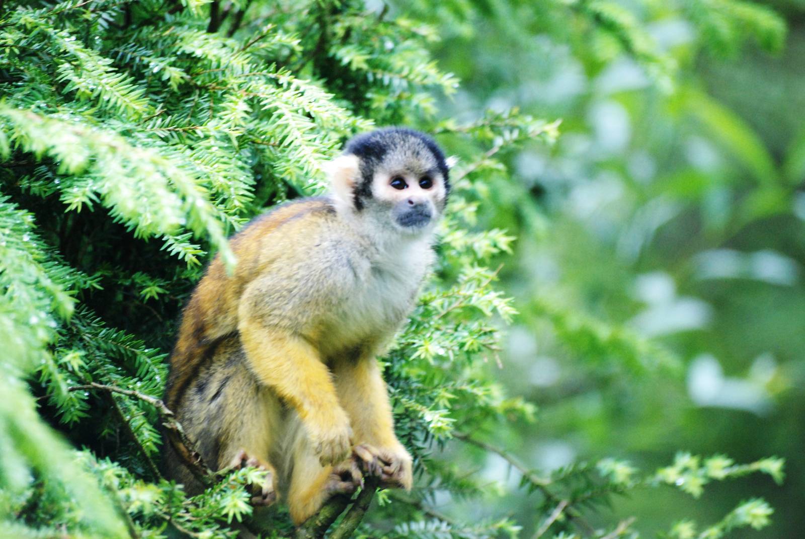 Peruvian Squirrel Monkey at Wissel Zoo, Epe, 01/06/12