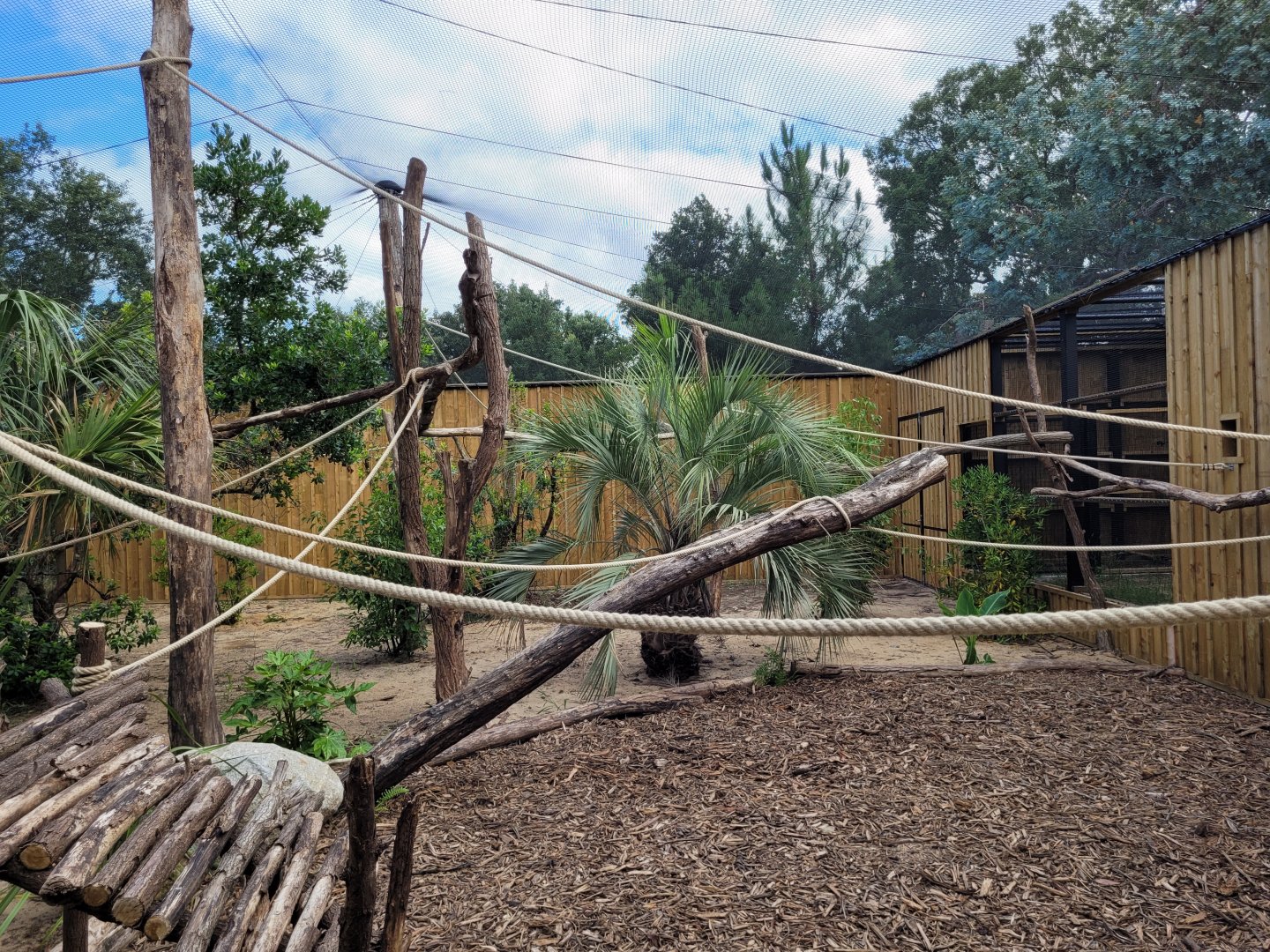 Peruvian squirrel monkey exhibit -Zoo de Labenne (2024)